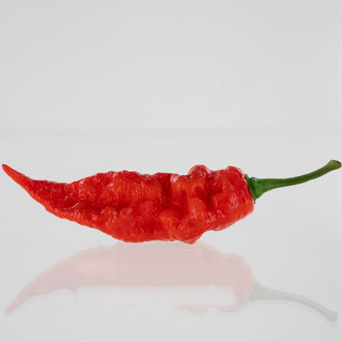 Sepia Reaper x Pimenta de Neyde Pepper Seeds - The Pepper Pantry (Formerly Marie Sharp's)